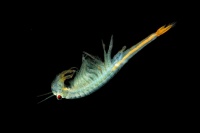 Zabronozka letni - Branchipus schaefferi - Fairy Shrimp 5473